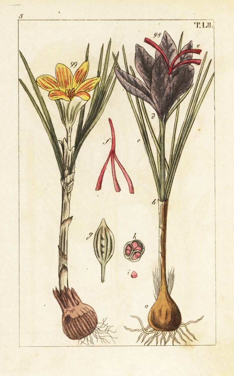 Crocus safran, Crocus sativus - Unbekannter Künstler