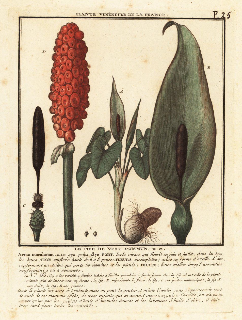 Gouet tacheté, Arum maculatum - Unbekannter Künstler