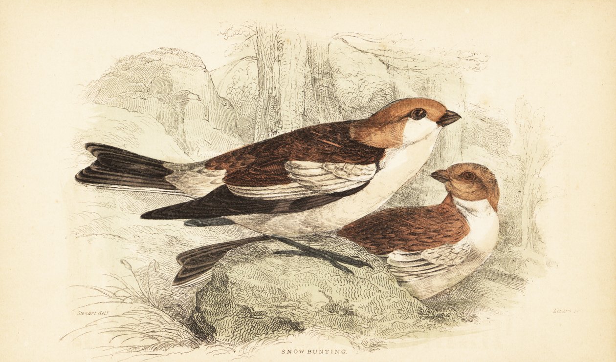 Bruant des neiges, Plectrophenax nivalis. 1889 (gravure) - Unbekannter Künstler
