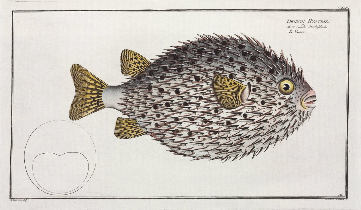 Poisson porc-épic à taches - Unbekannter Künstler