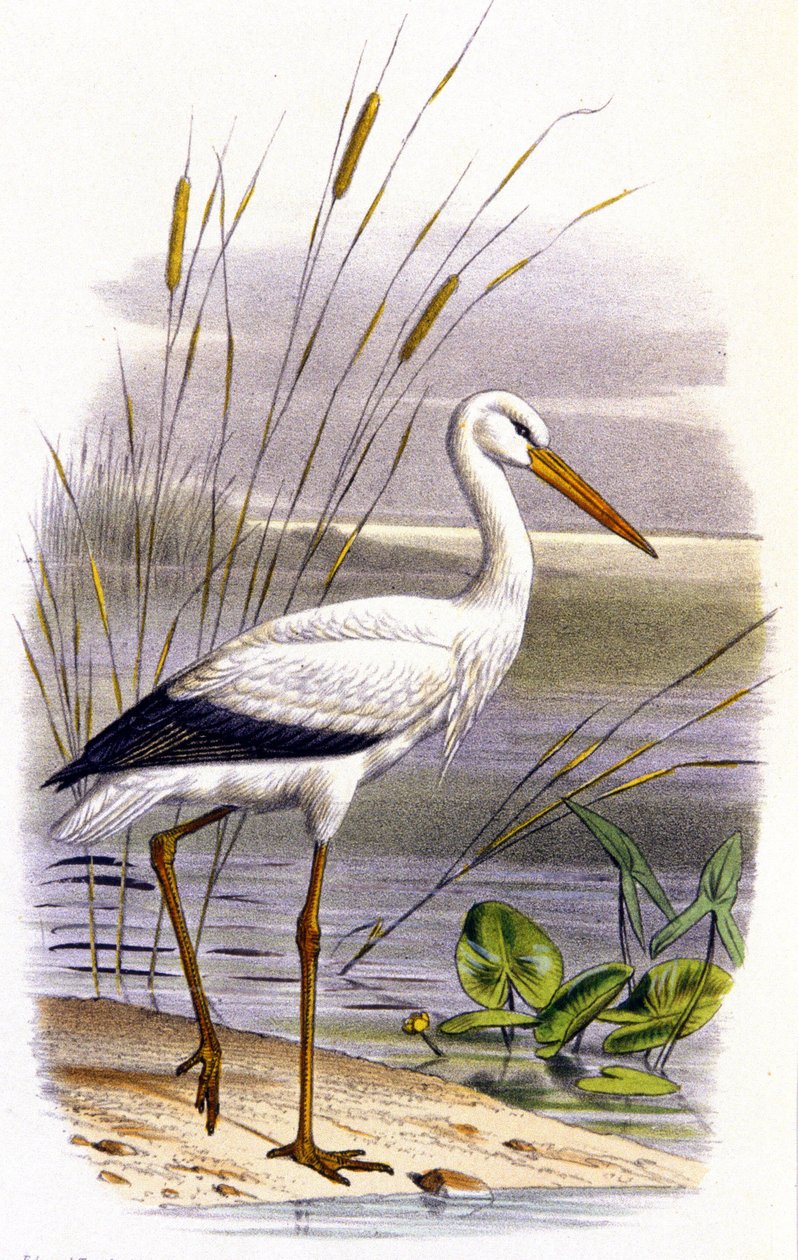 Cigogne, vers 1850 (lithographie) - Unbekannter Künstler