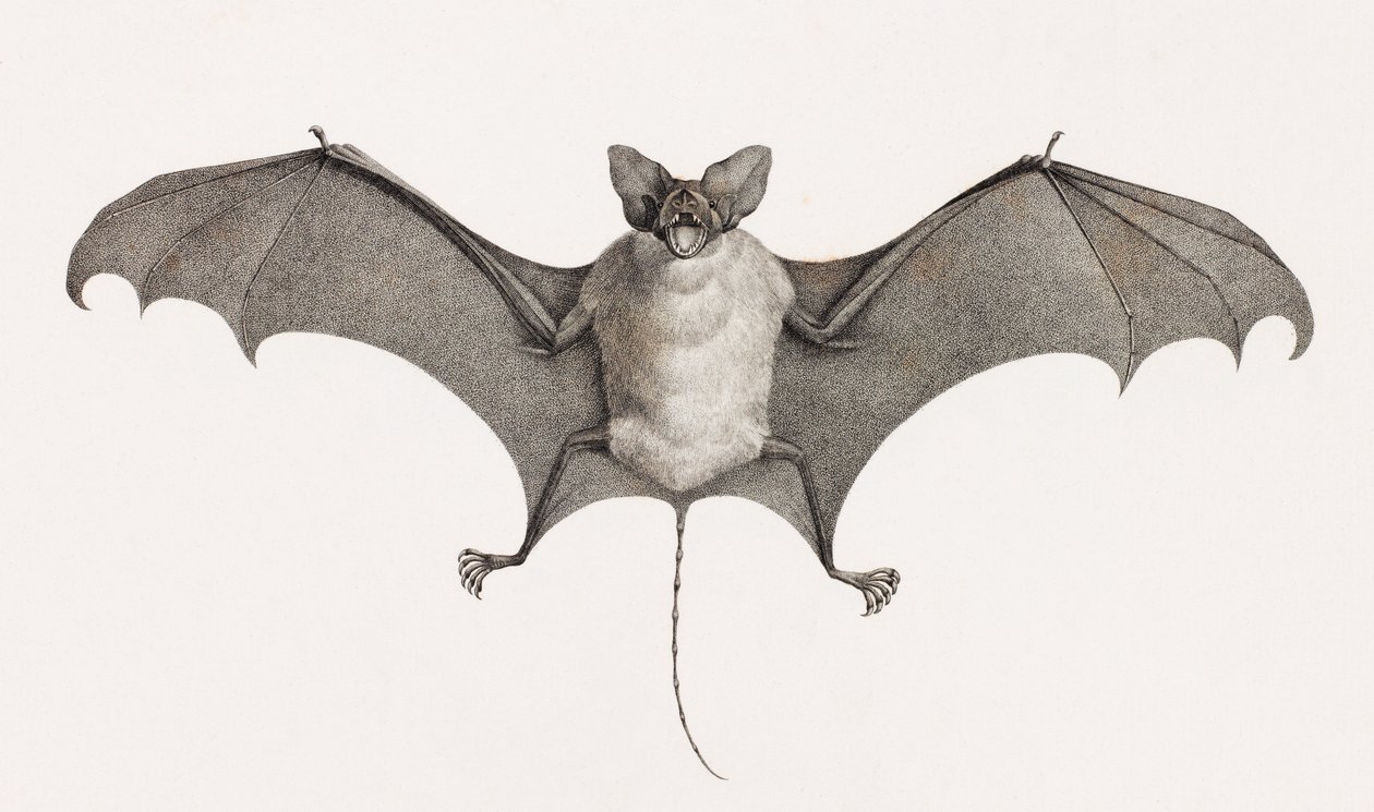 Taphien Filet, chauves-souris d