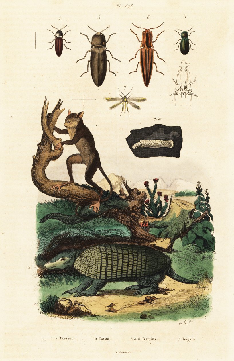 Tarsier, tatou et coléoptères (1834-1839) (gravure) - Unbekannter Künstler
