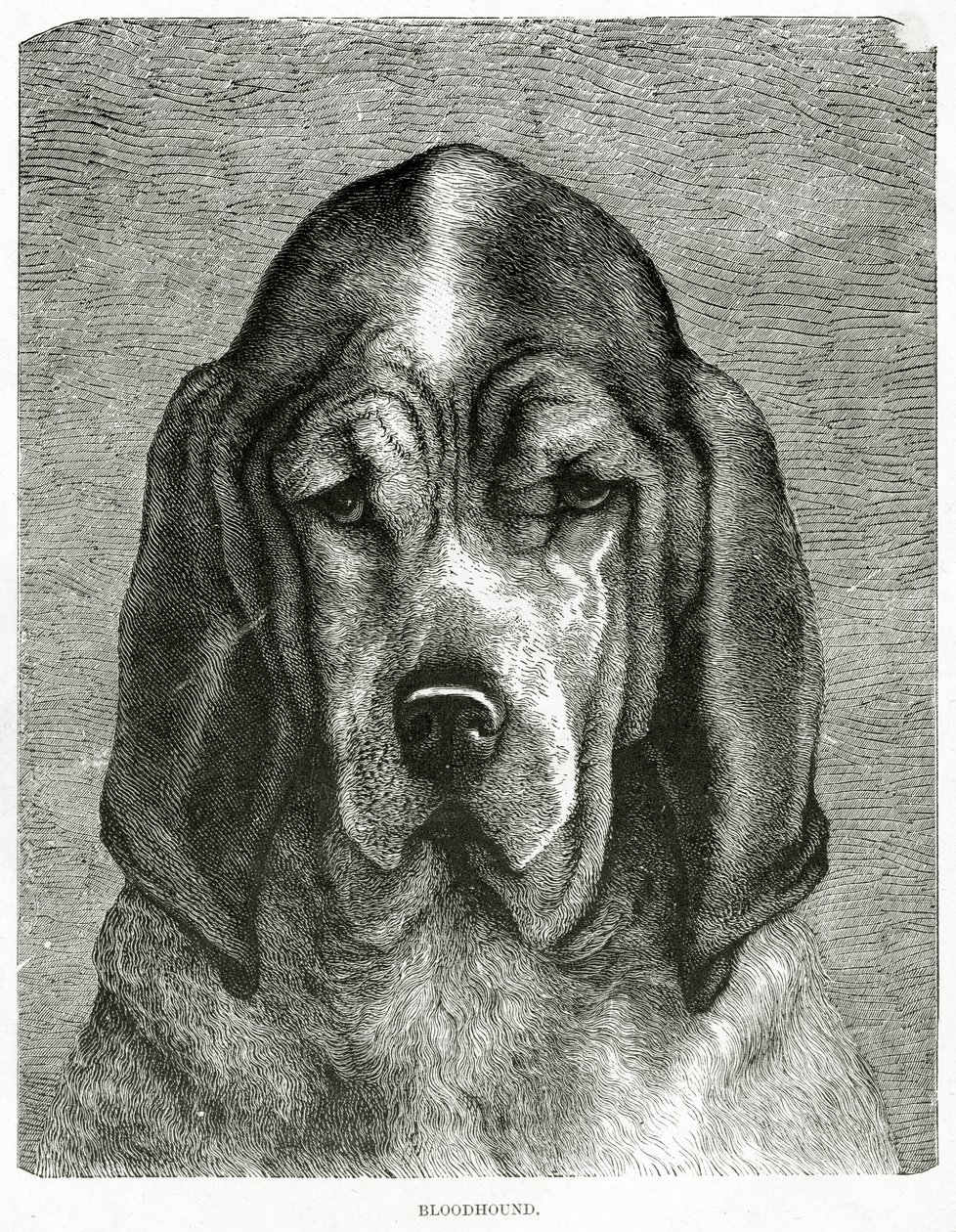 Le chien de Saint-Hubert. 1902 (litho) - Unknown