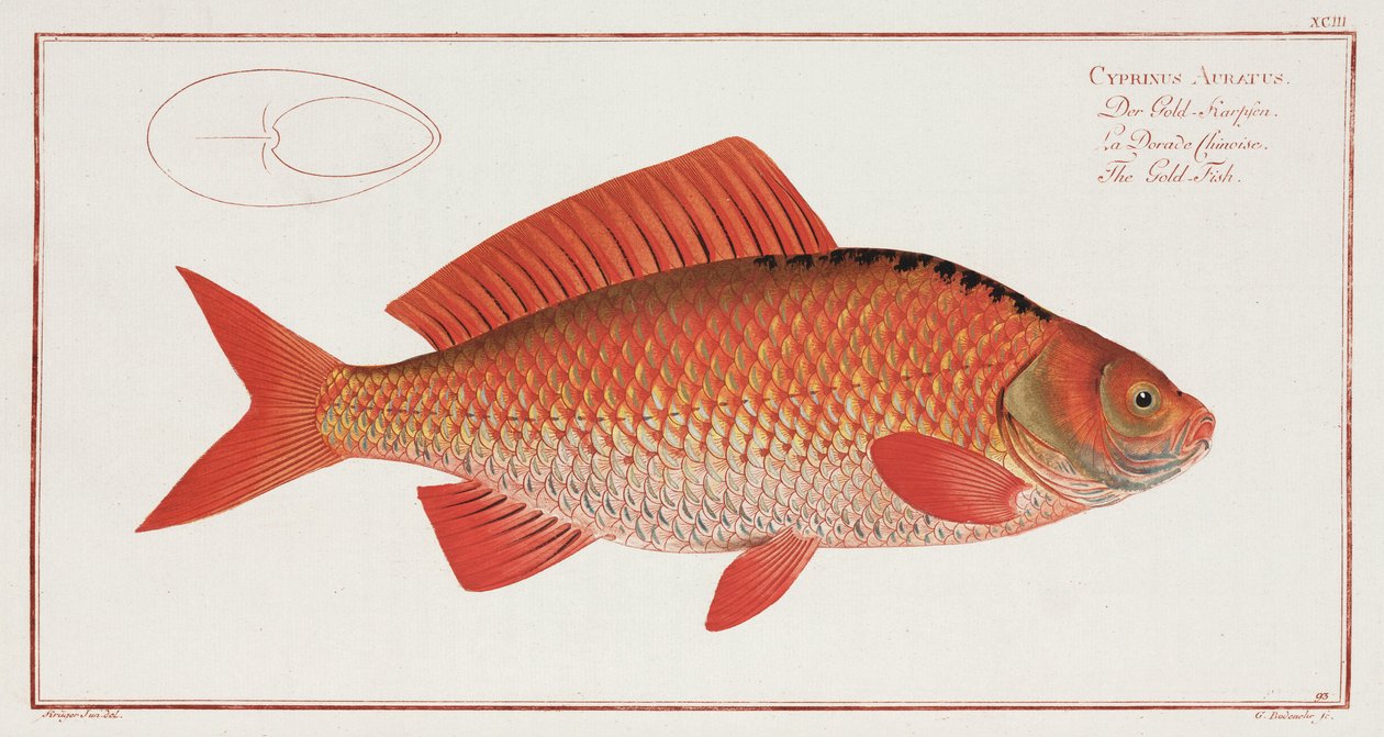 Le Poisson rouge - Unbekannter Künstler