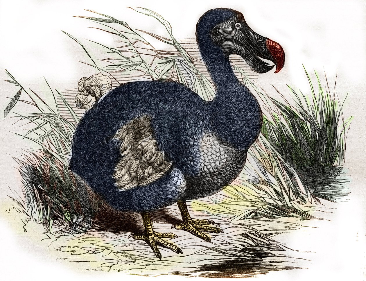 Le dodo - Unbekannter Künstler
