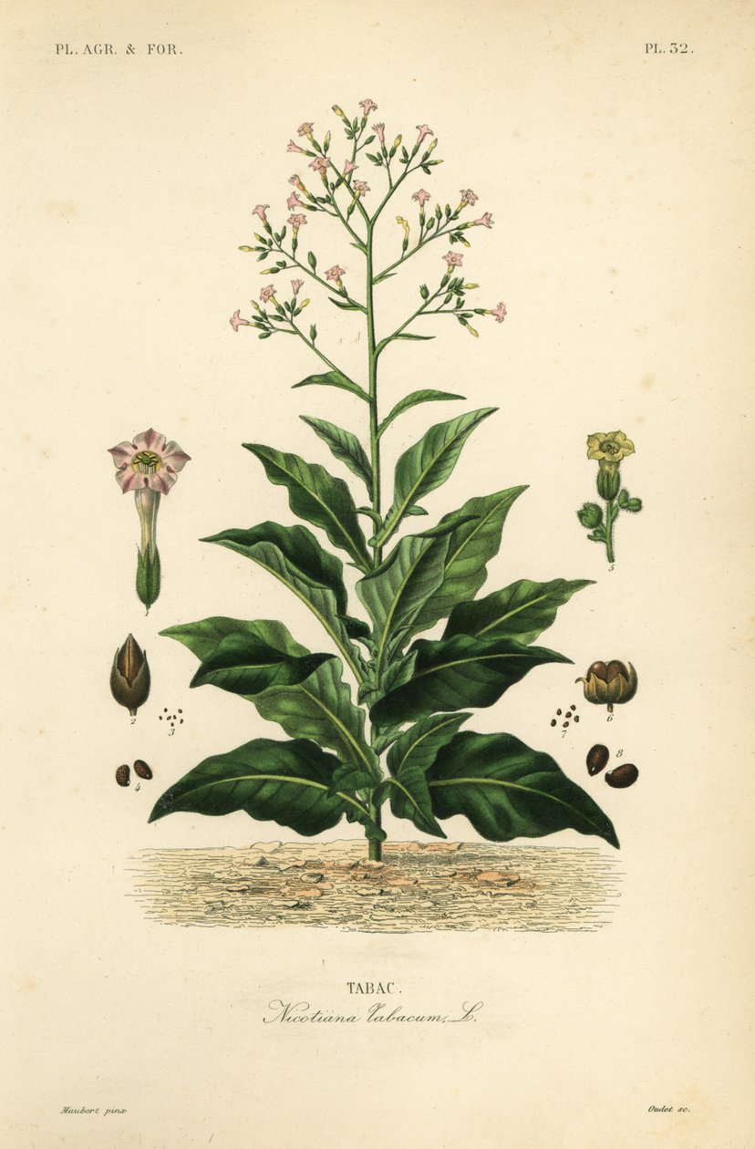 Tabac, Nicotiana tabacum - Unbekannt