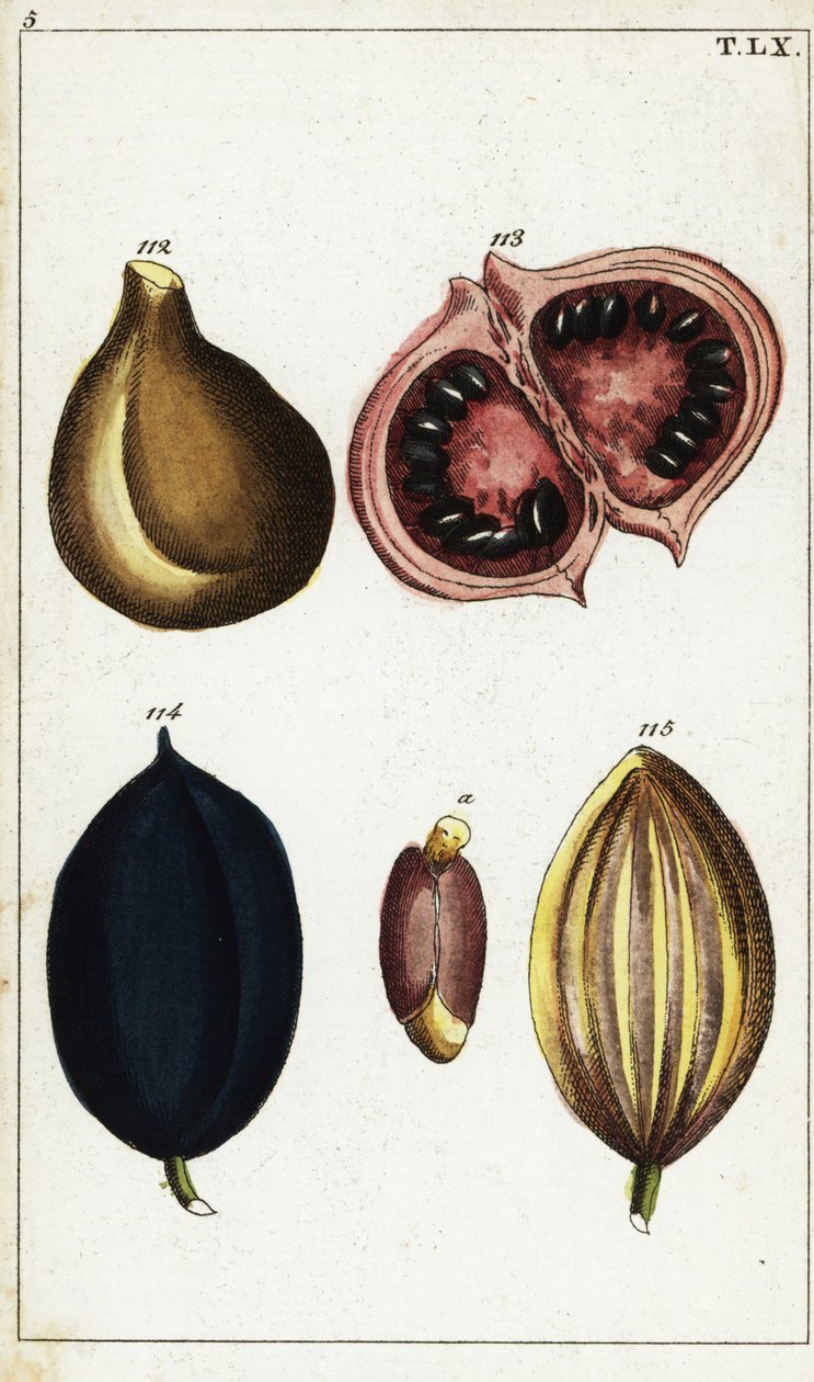 Fruits et noix tropicaux - Unbekannter Künstler