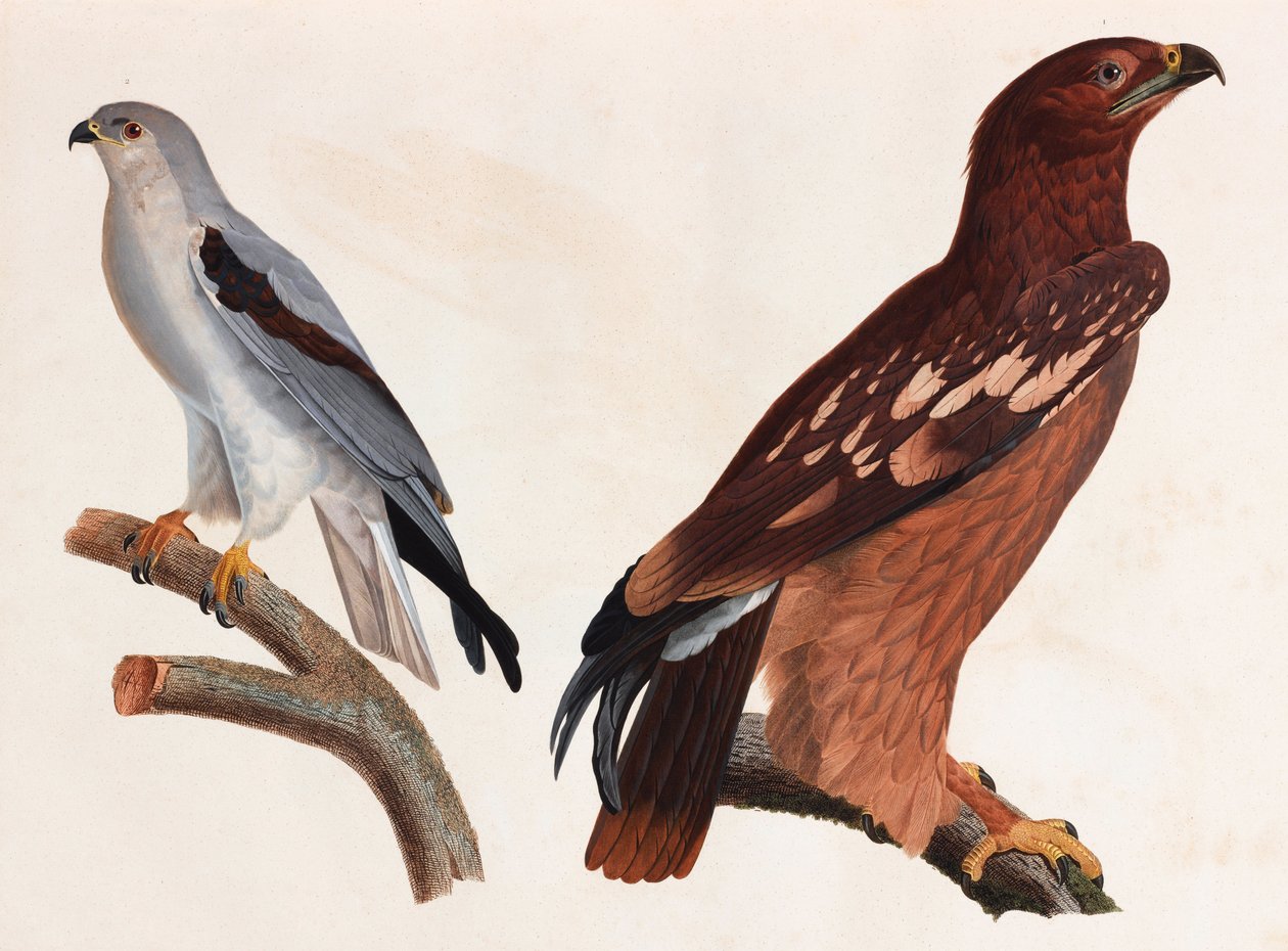 Deux illustrations en couleur d