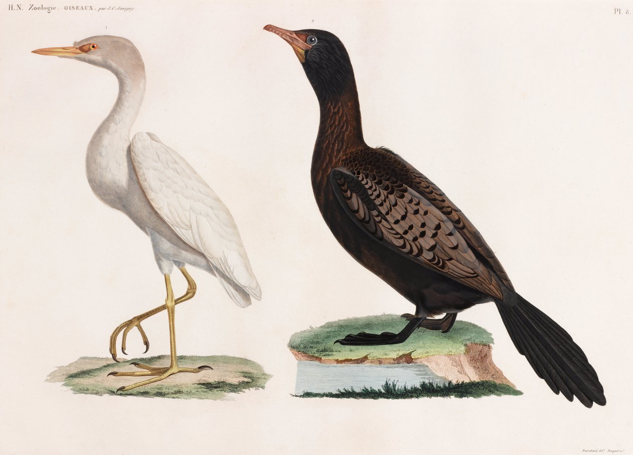Deux illustrations en couleur d