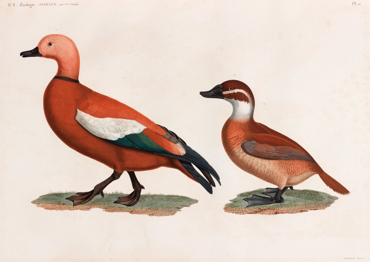Deux illustrations en couleur de canards - Unbekannt