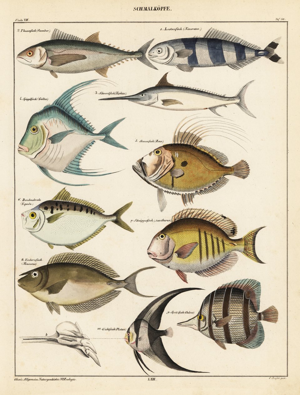 Variétés de poissons - Unbekannter Künstler