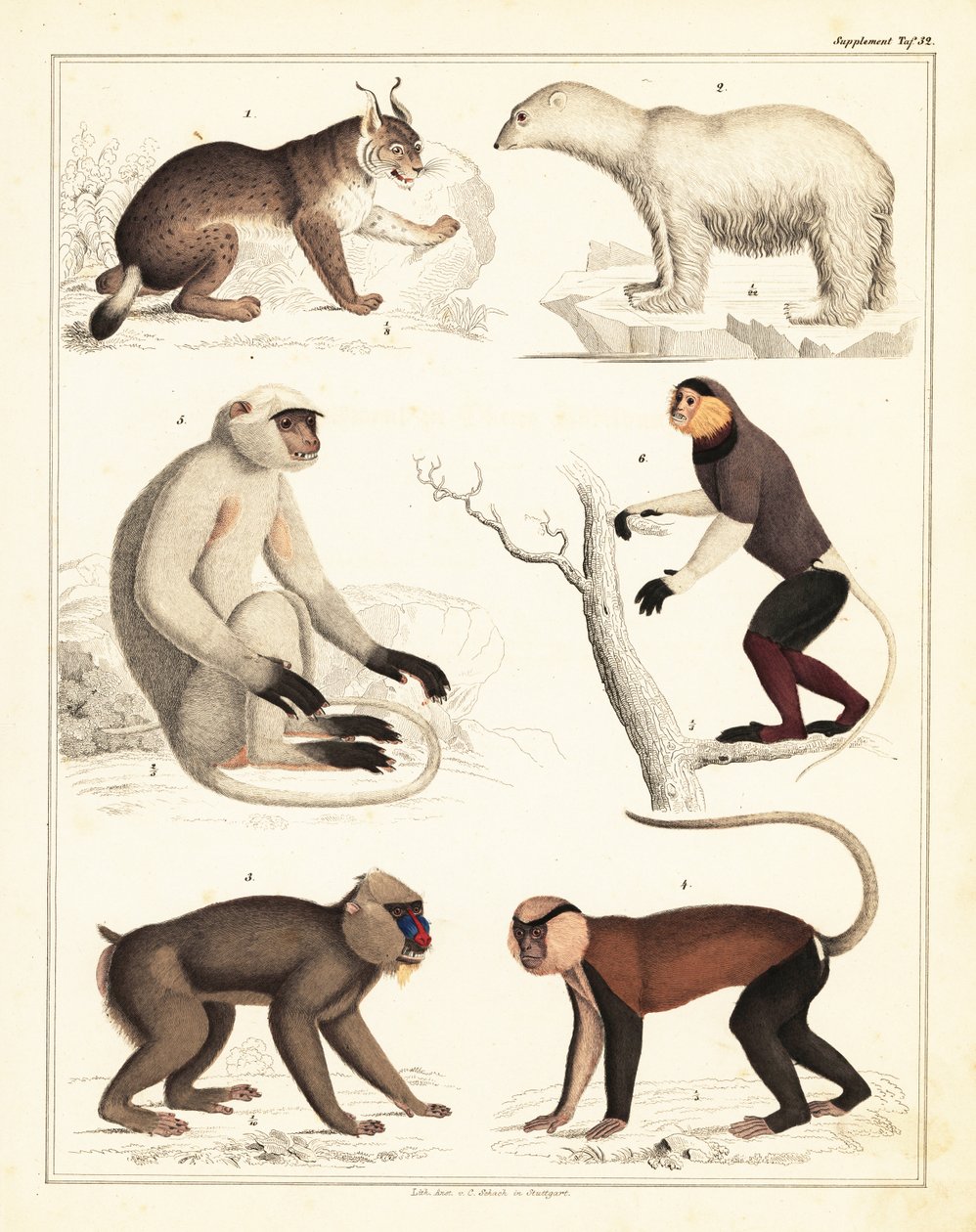 Variétés de mammifères, 1842 - Unbekannter Künstler