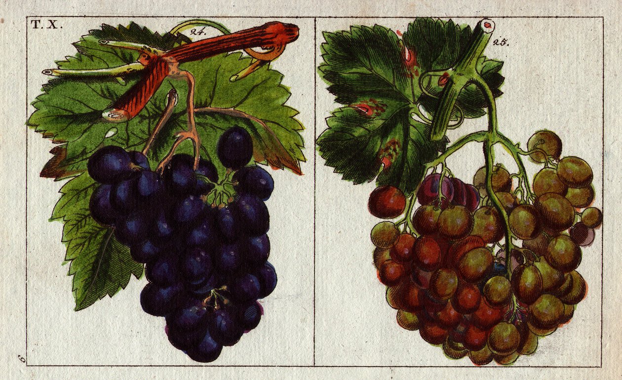 Variété de raisins : blancs et noirs - Unbekannter Künstler