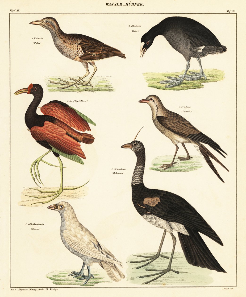 Variété de volatiles aquatiques (lithographie) - Unbekannter Künstler