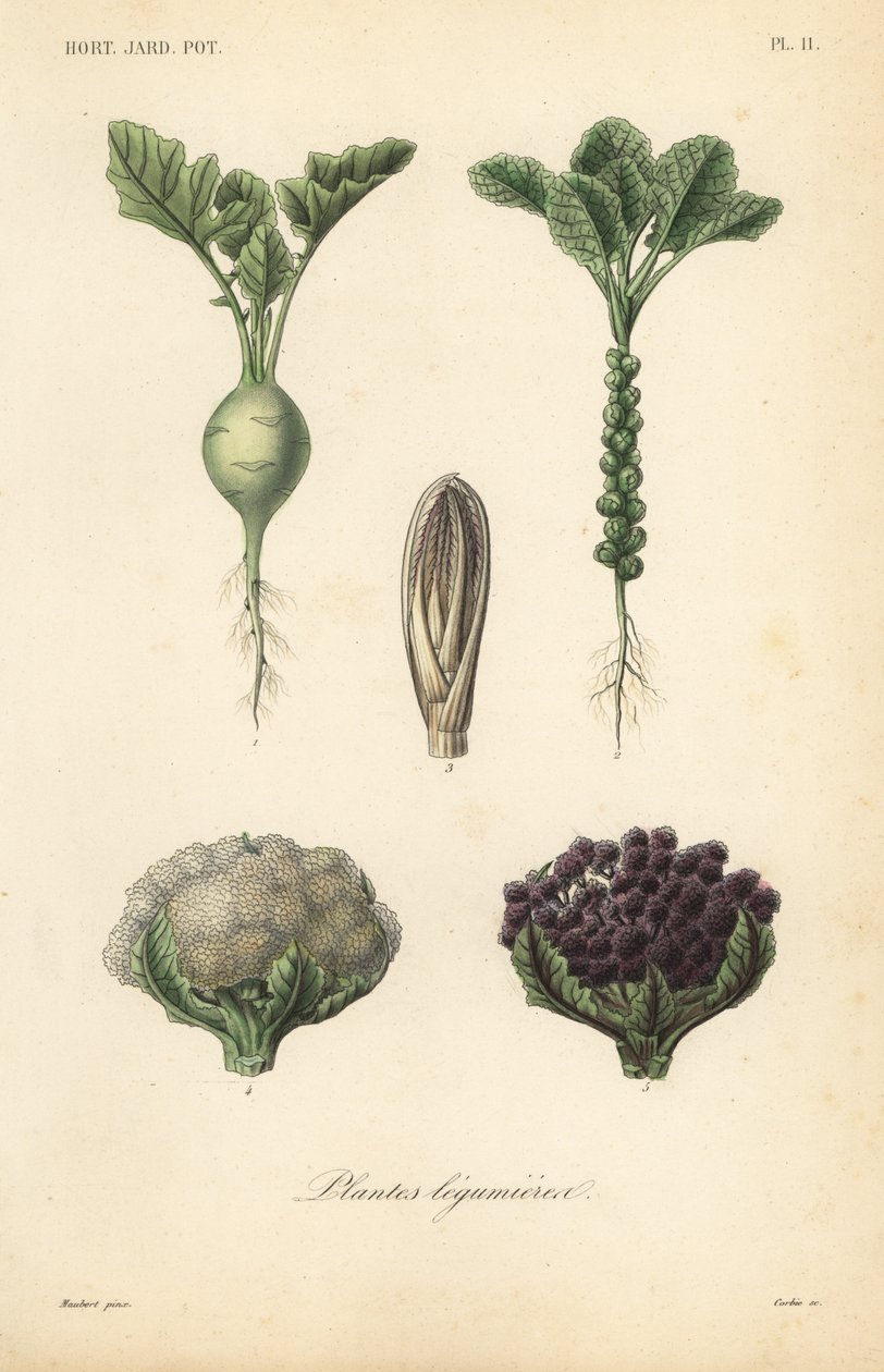 Plantes légumières - Unbekannt