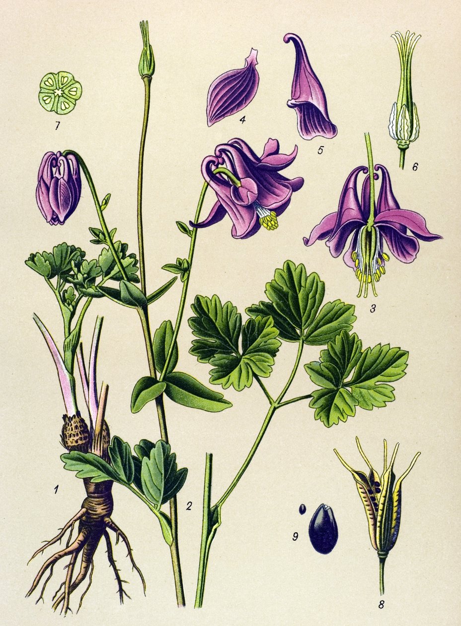 Plante vénéneuse : Ancolie commune (Aquilegia vulgaris) - Unbekannter Künstler