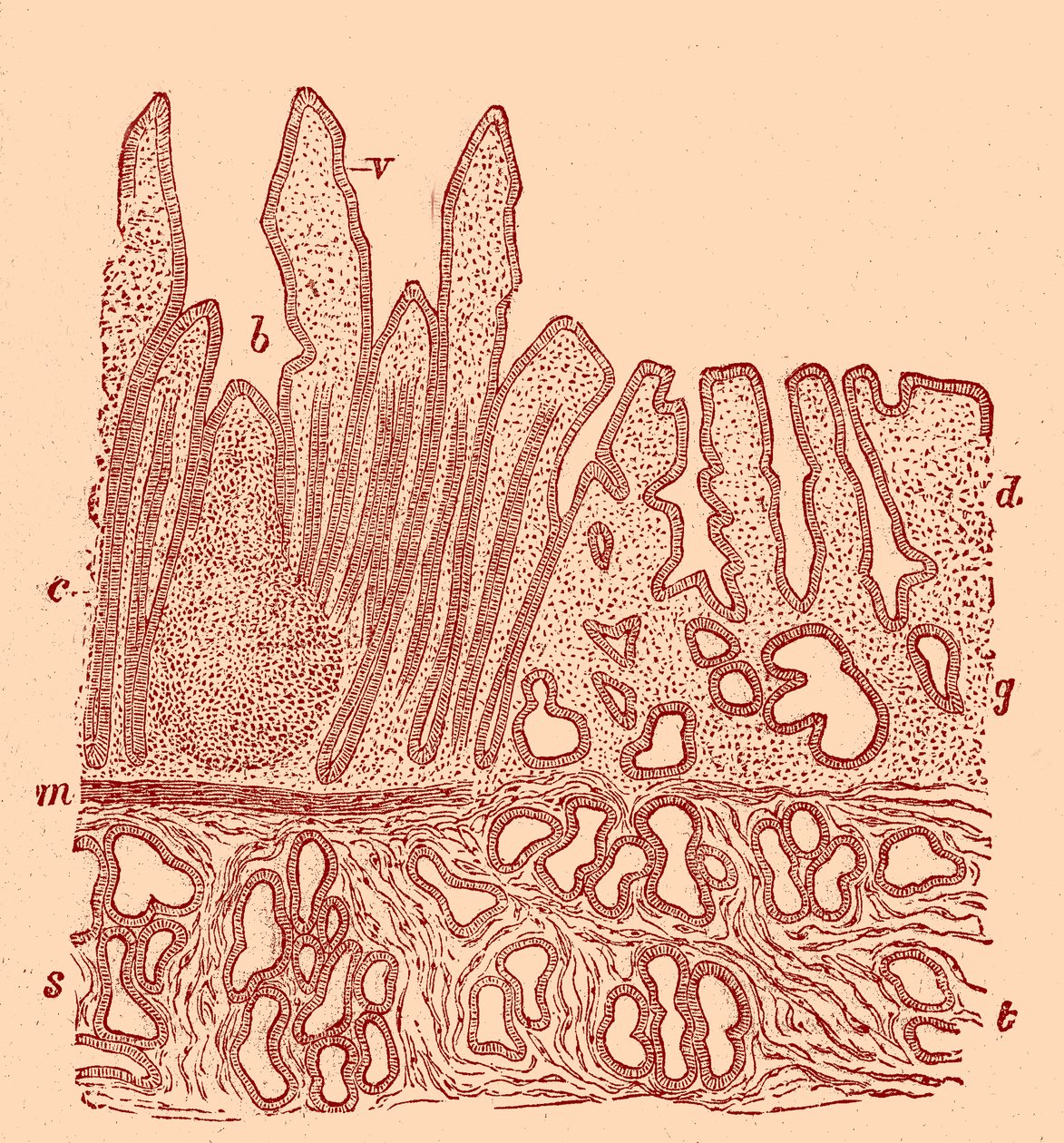 Section verticale de la membrane muqueuse - Unbekannter Künstler