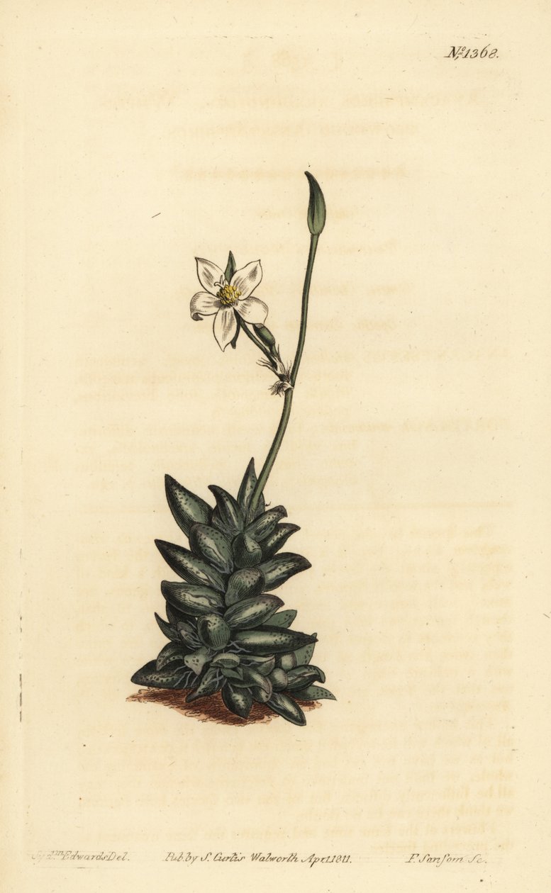 Anacampseros à fleurs blanches - Unbekannt