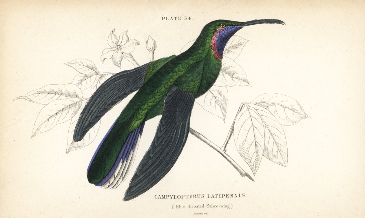 Colibri à queue blanche, Campylopterus ensipennis (Colibri à gorge bleue, Trochilus latipennis). Gravure sur acier colorée par William Lizars de la Naturalist