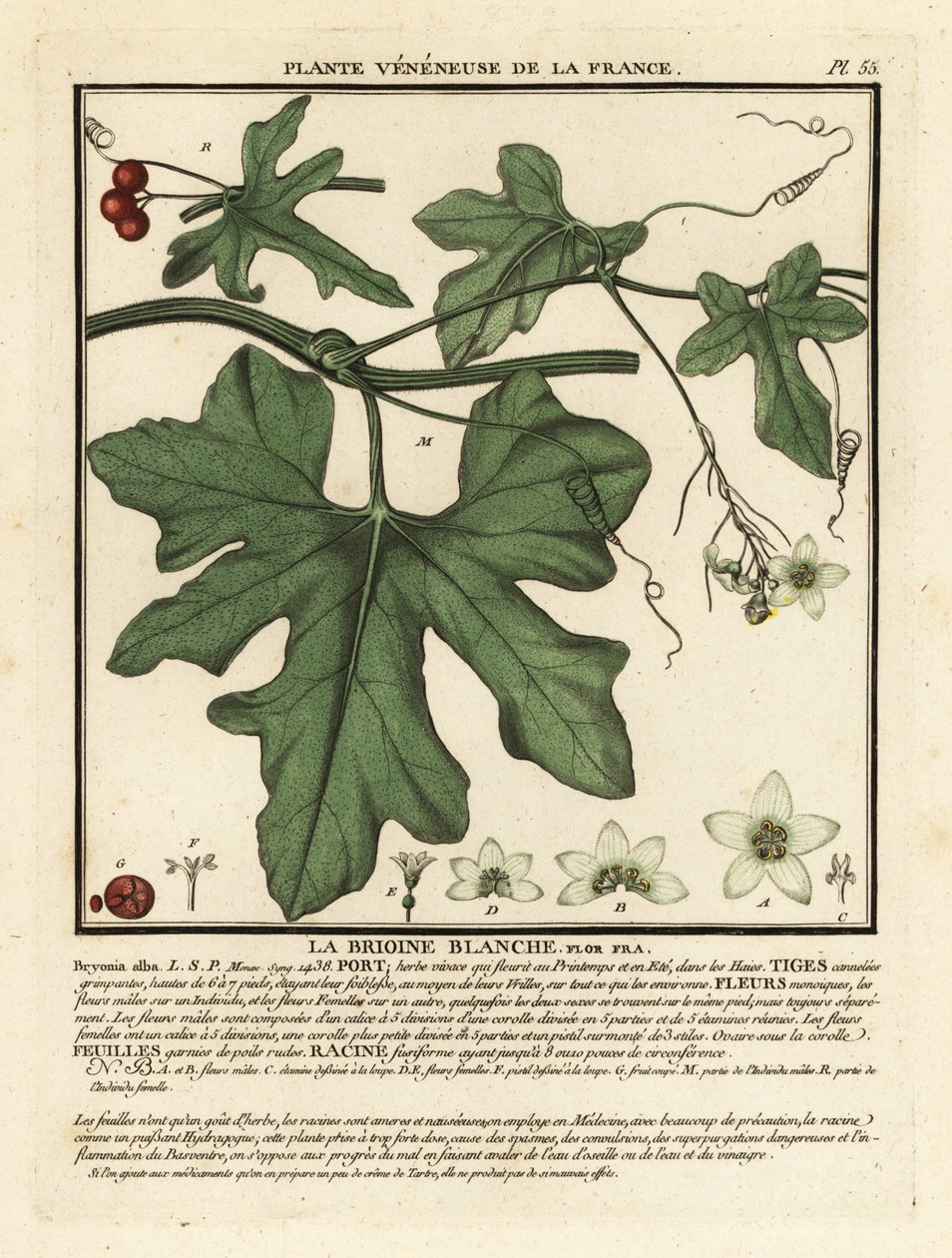 Bryone blanche, Bryonia alba - Unbekannter Künstler
