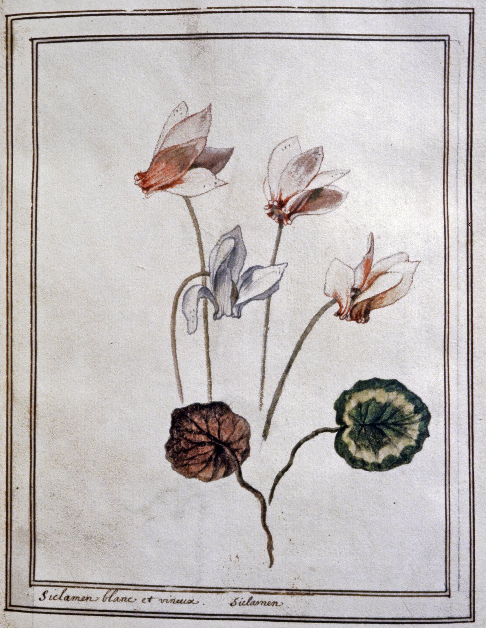 Cyclamen blanc - Unbekannter Künstler