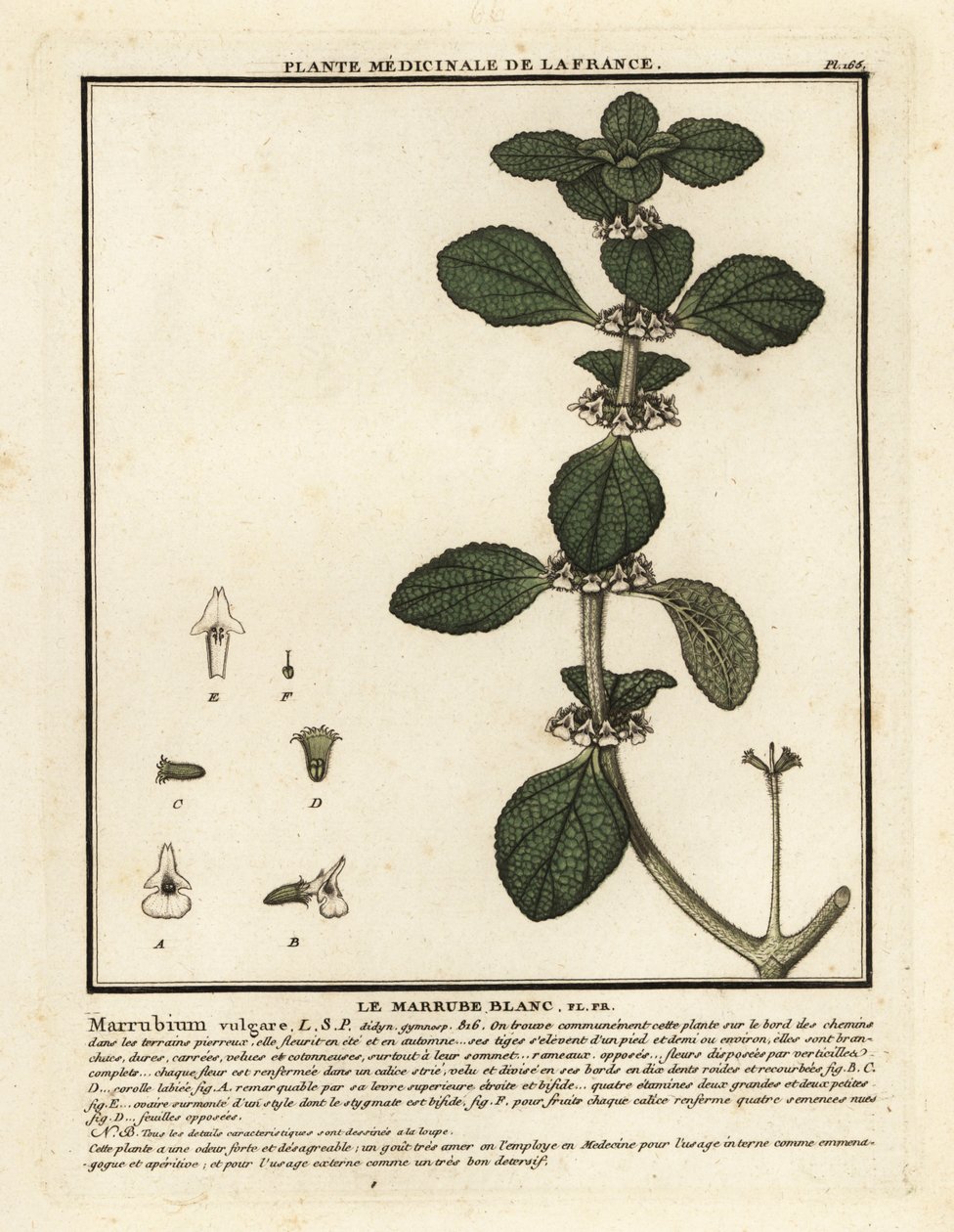 Marrube blanc, Marrubium vulgare - Unbekannter Künstler