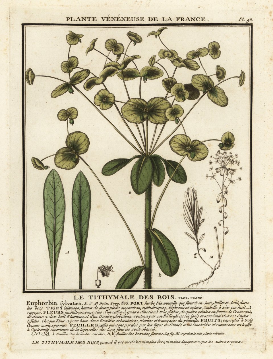 Euphorbe des bois, Euphorbia amygdaloides - Unbekannter Künstler