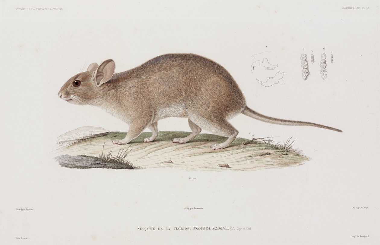 Rat des bois, USA - Unbekannt