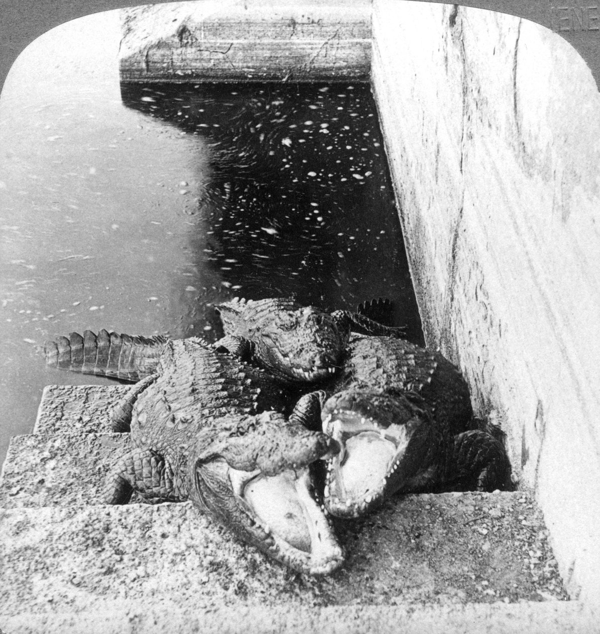 Alligators mangeurs d