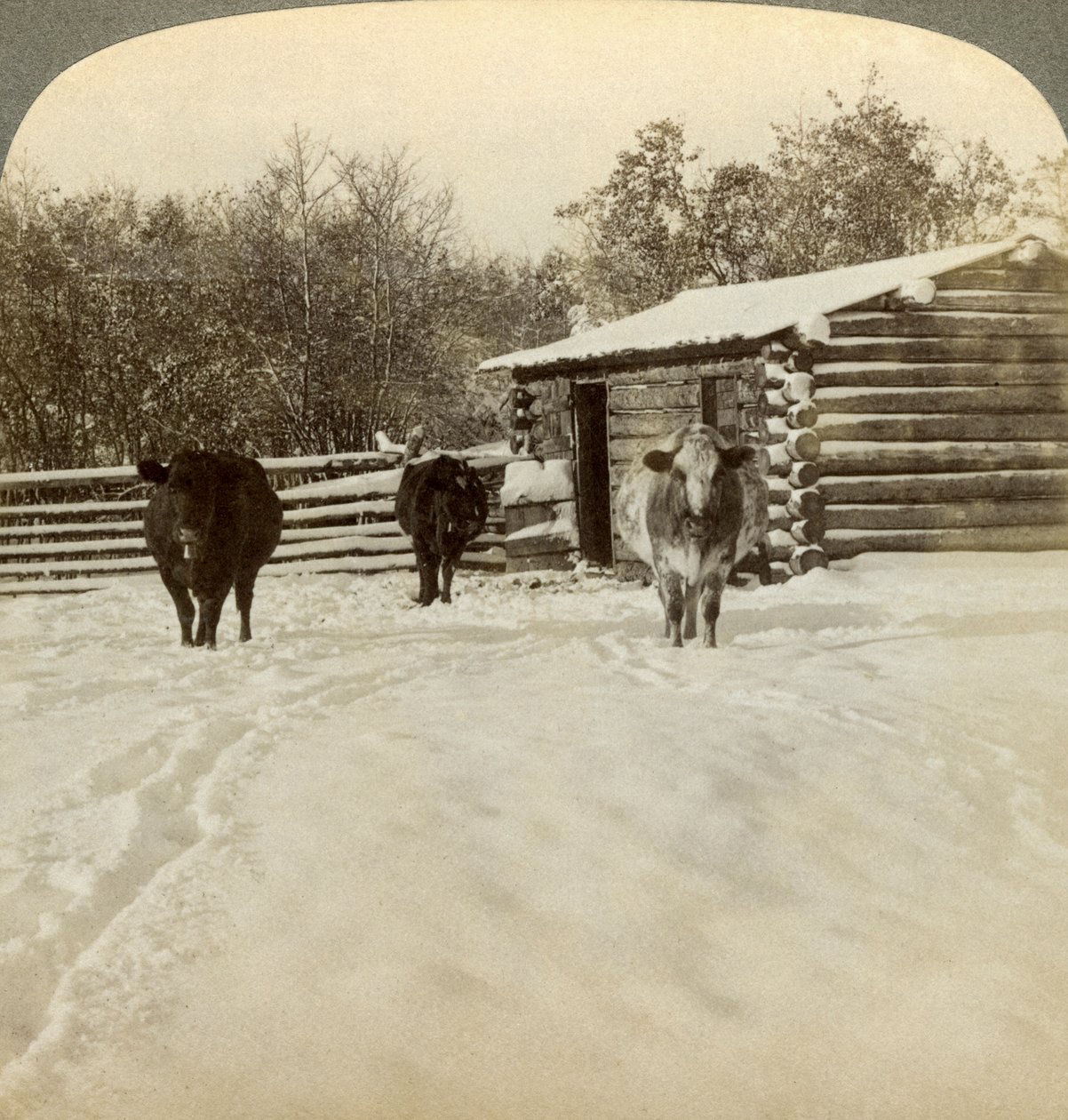 Hiver dans un ranch, Montana, USA - Underwood and Underwood