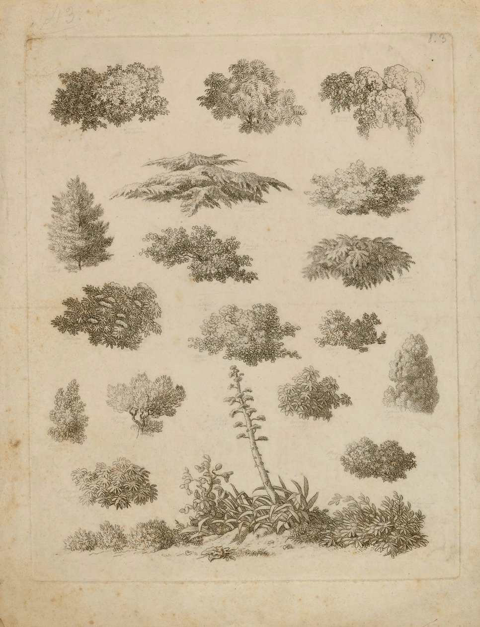 Foliage Studies - Unidentified
