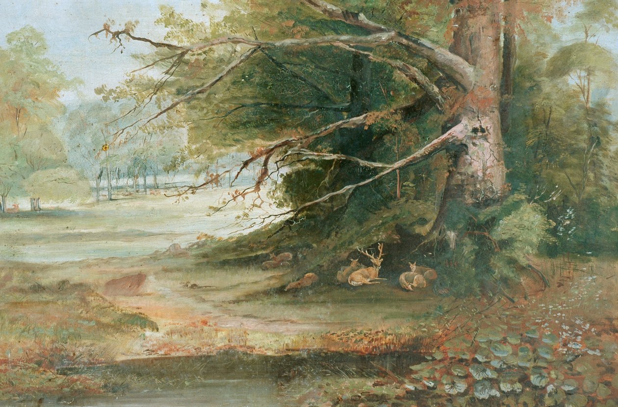 Cerfs dans une clairière boisée - Unknown
