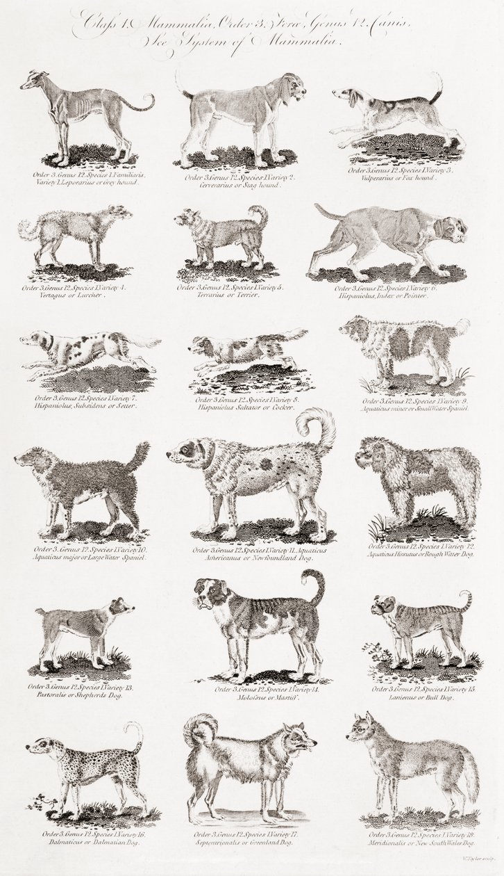 Différentes races de chiens - Unbekannt Unbekannt