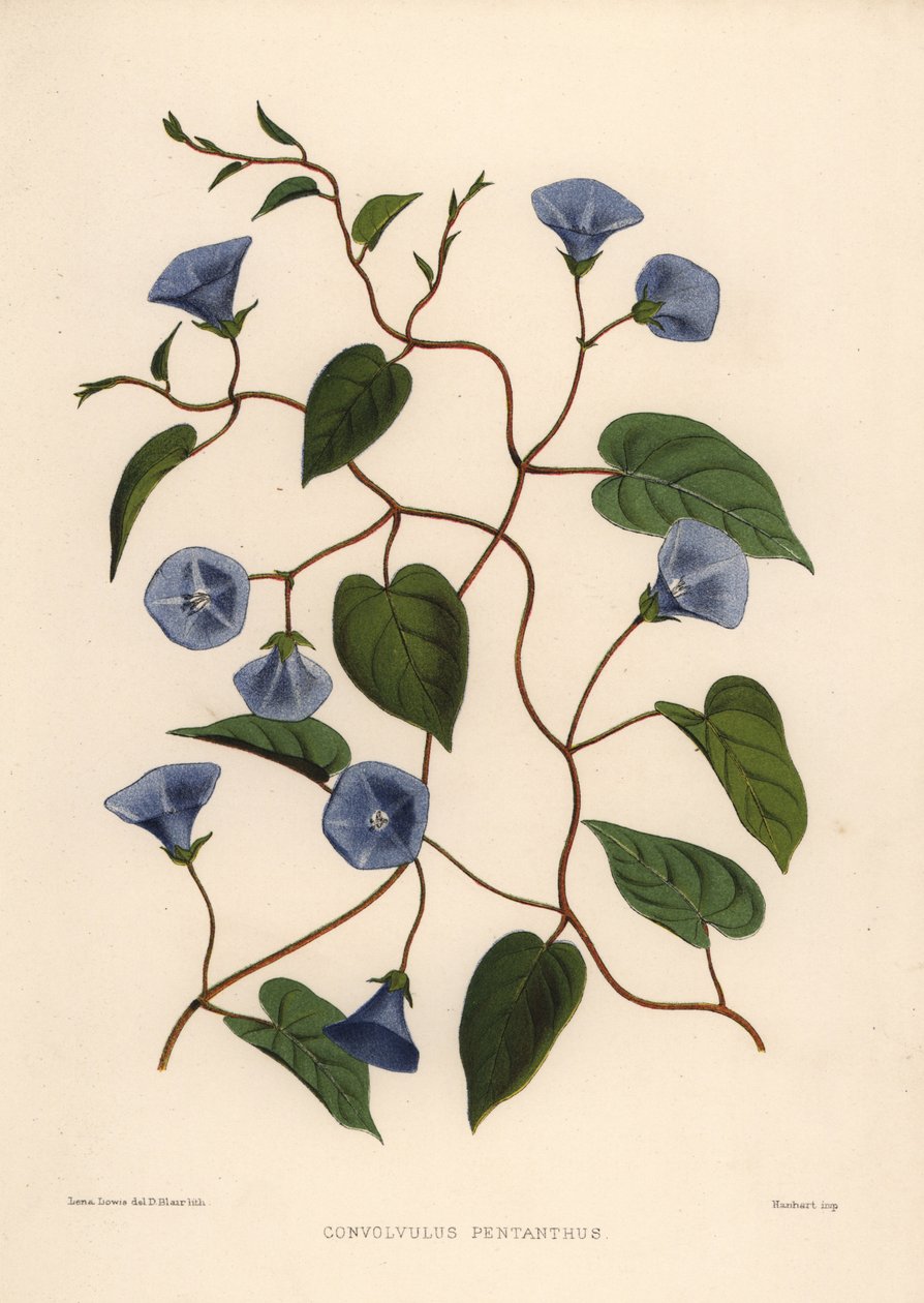 Liane en grappe, Jacquemontia pentanthos - Unknown