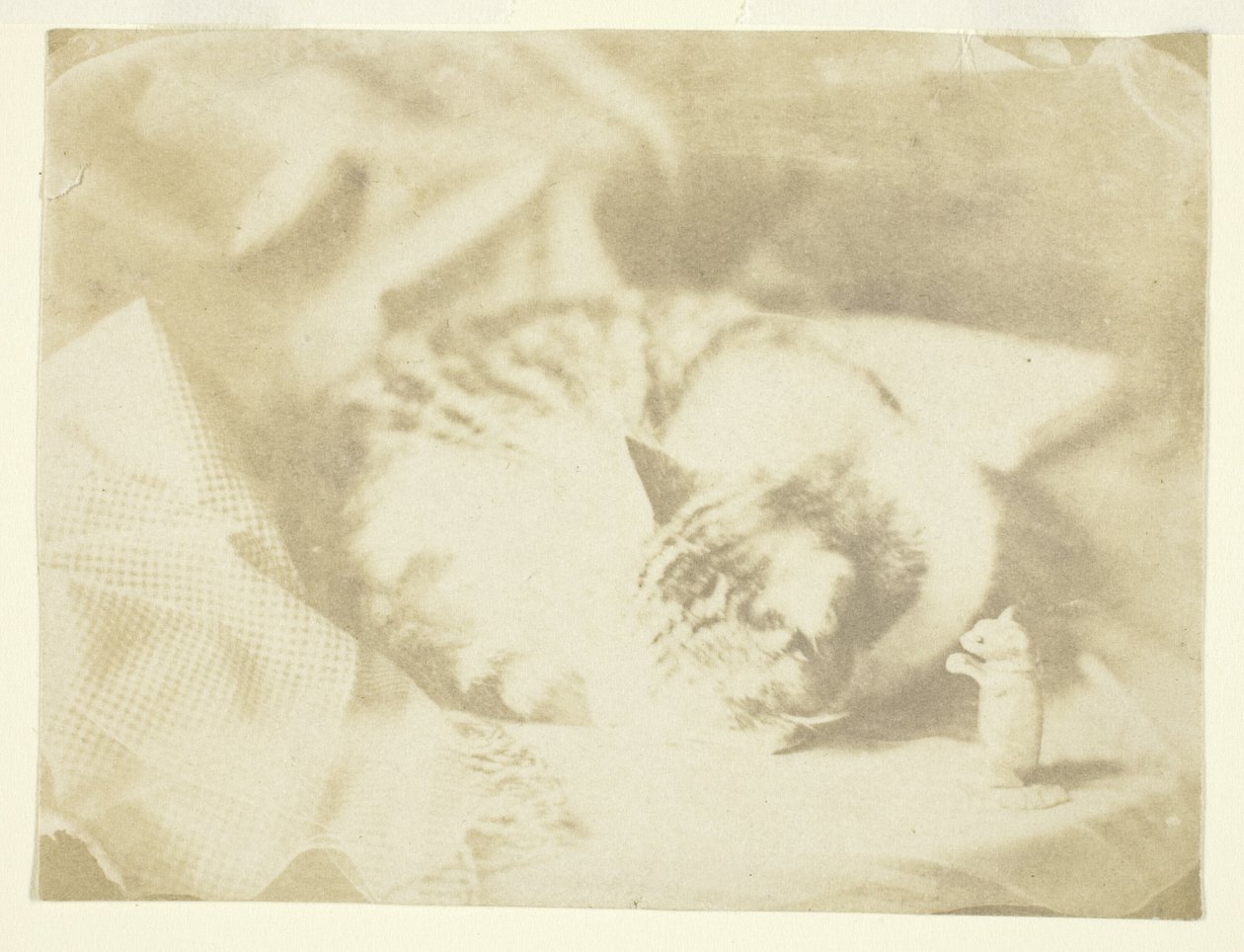 Le chat de Mme Craik - Unknown