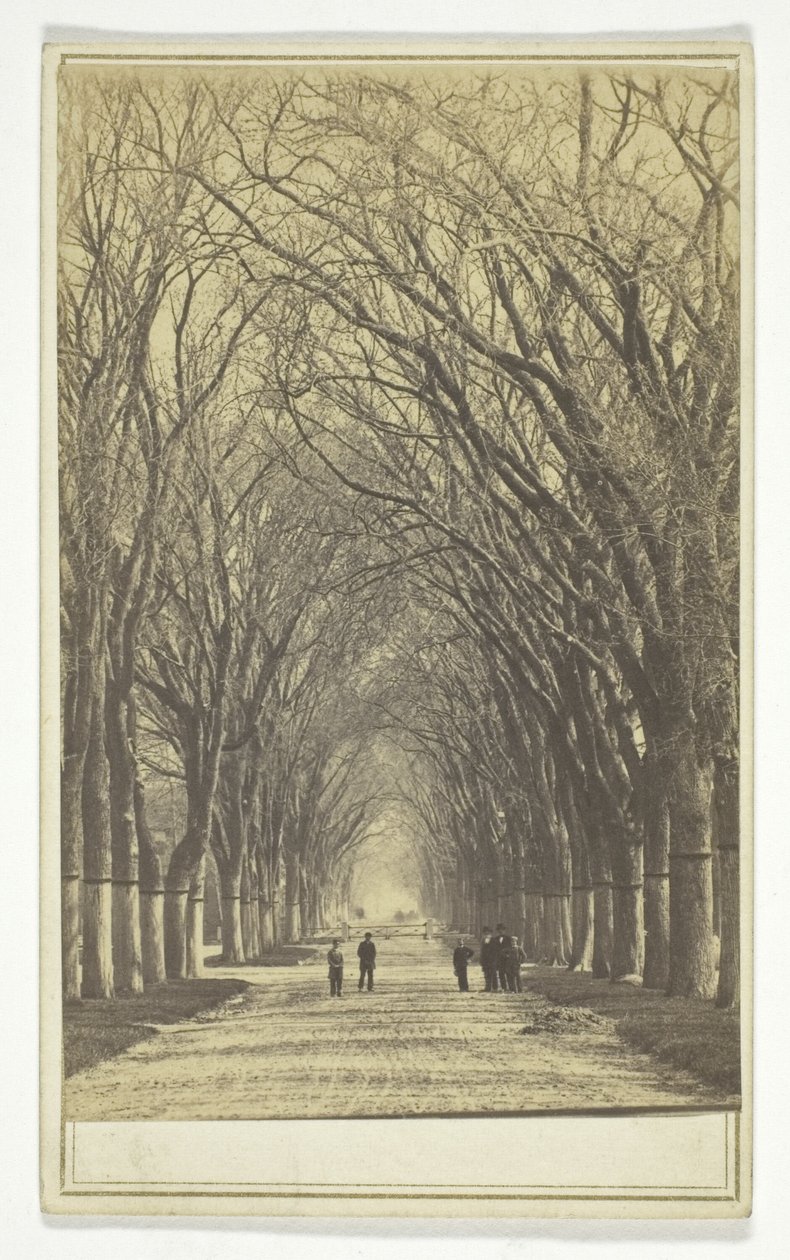 Sans titre (allée d