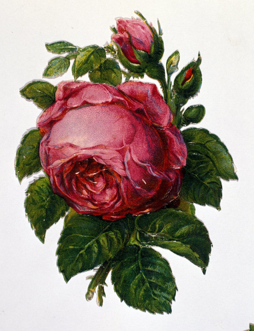 Une rose - Unknown artist