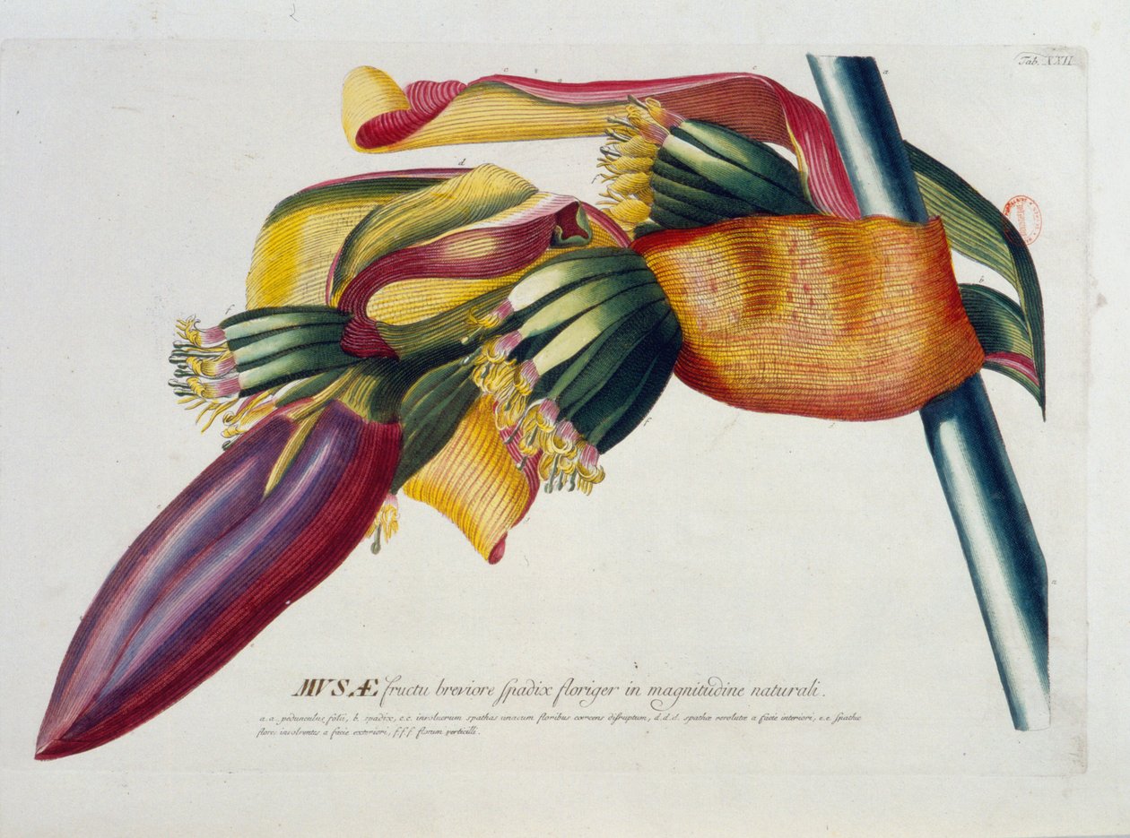 Planche botanique : Bananes, branche. n.d. 19e siècle - Unknown artist