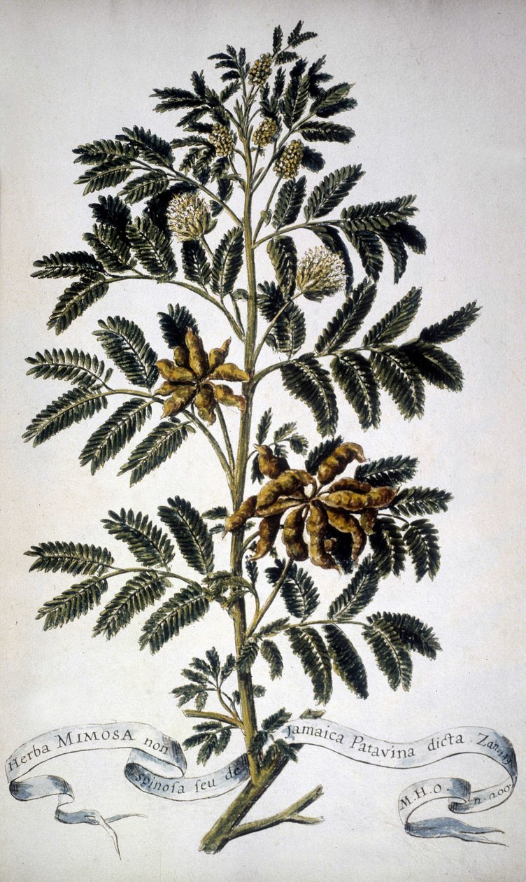 Planche botanique : Mimosa. Herbier du 19ème siècle. - Unknown artist