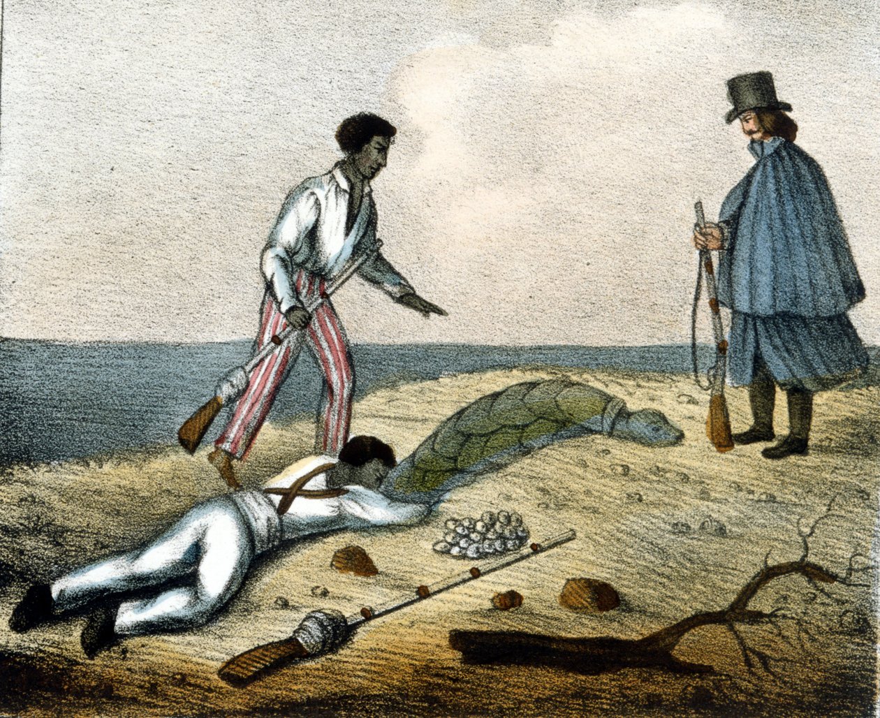 Collecte des œufs de tortue. Gravure du XIXe siècle. - Unknown artist