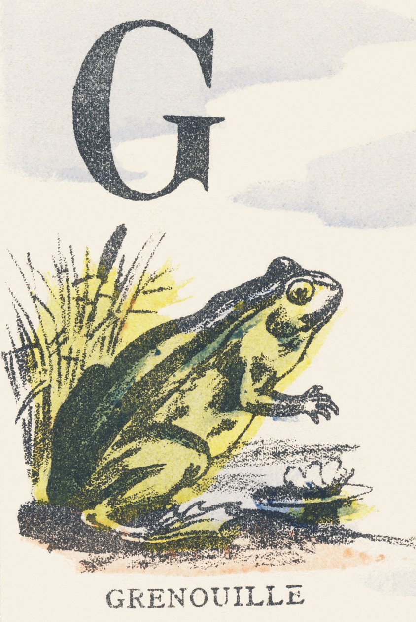 G: grenouille - Unknown artist