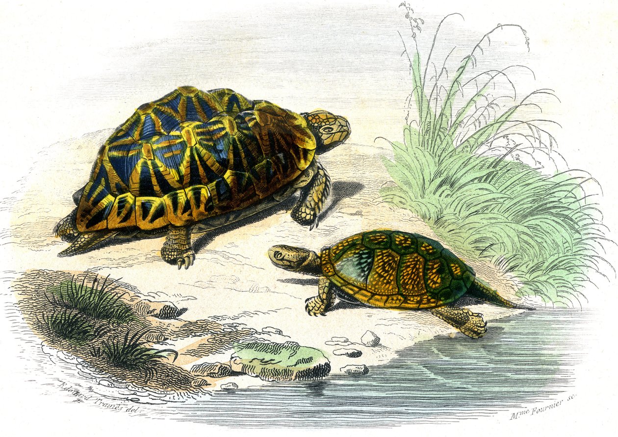 Tortue géométrique (Testudo geometrica) et Tortue jaune - Unknown artist
