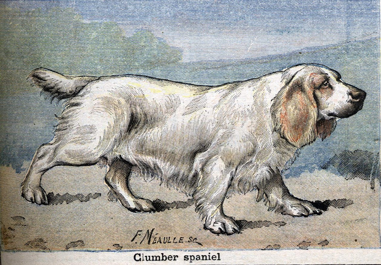 Chien de chasse : Clumber spaniel - Unknown artist