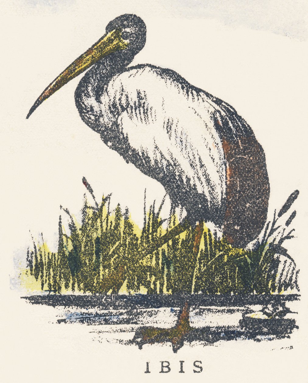 I: ibis - Unknown artist