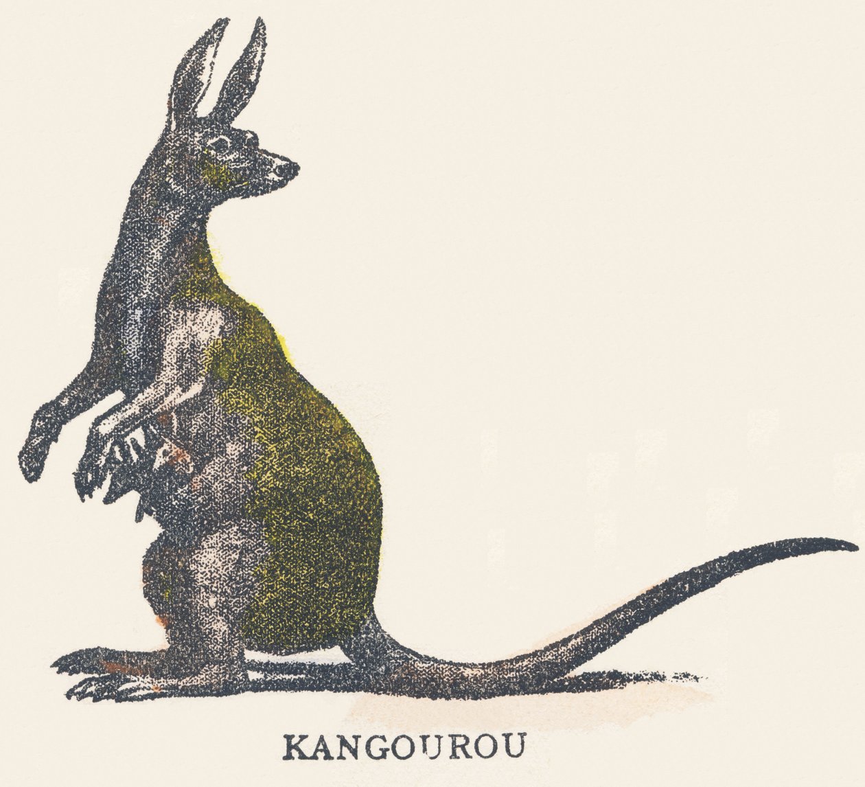 K: kangourou - Unknown artist