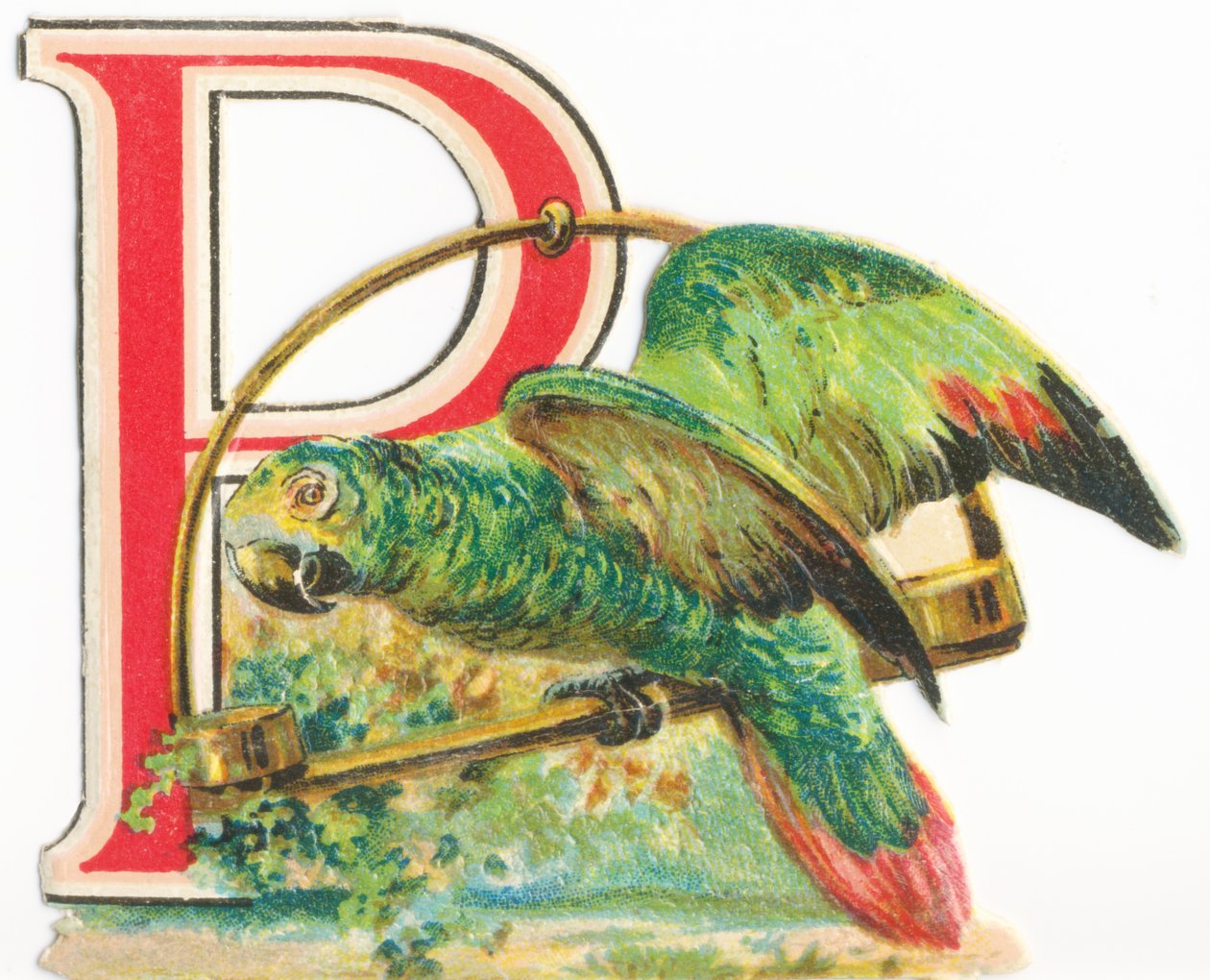 P: perroquet - Unknown artist