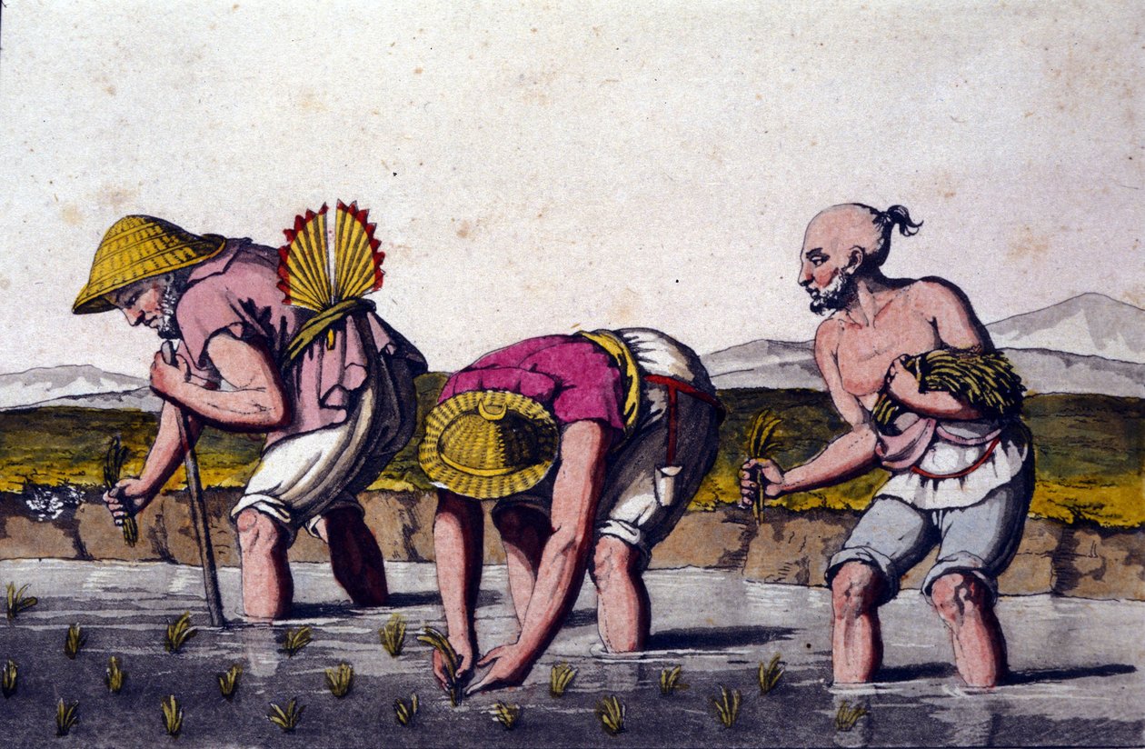 Culture du riz en Chine. Estampe du 19ème siècle. - Unknown artist