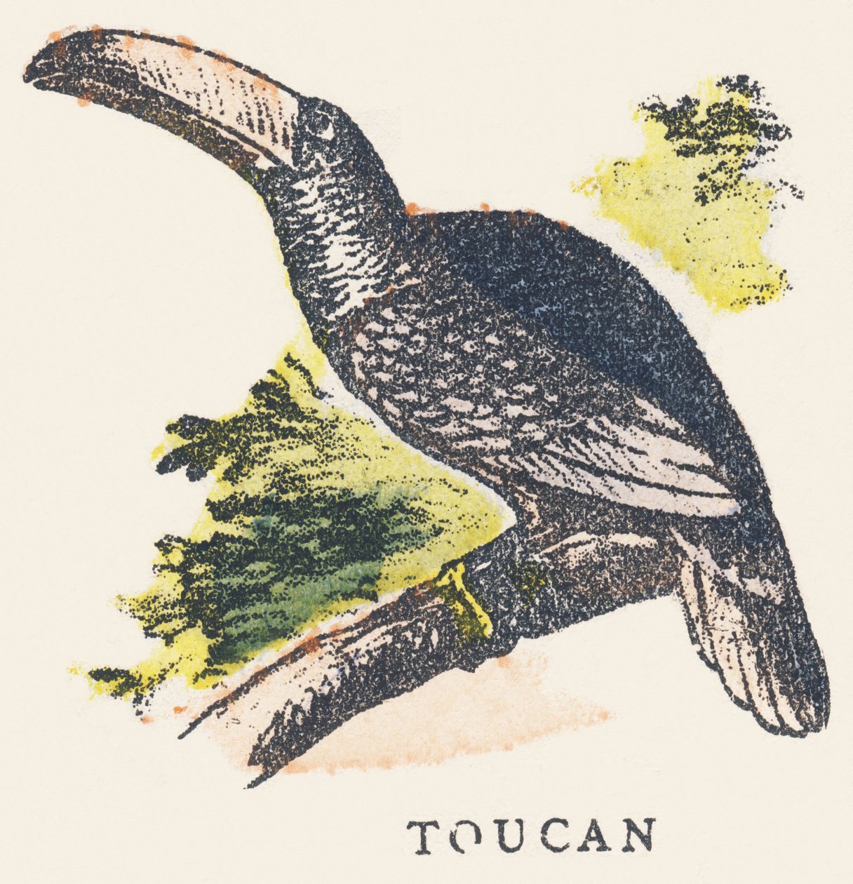 T: toucan - Unknown artist