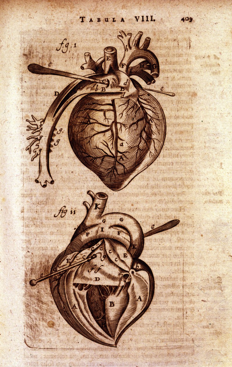 Le cœur de l